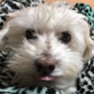 Meet your Posher, Sasha